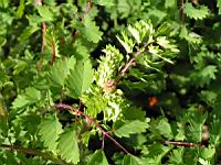 Petite pimprenelle, Sanguisorba minor subsp Polygama (fam Rosacees) (Europe centre et sud) (4) (Photo F. Mrugala)